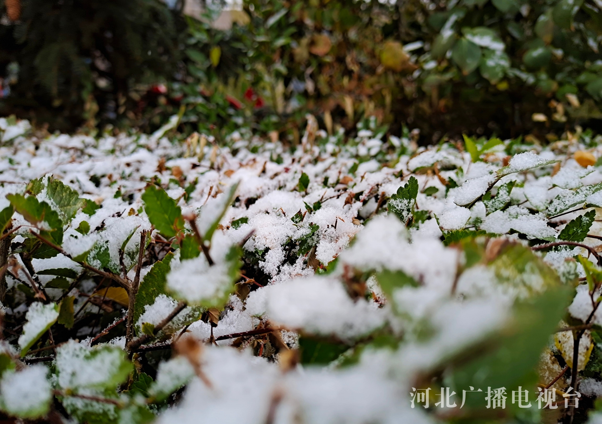 张家口坝上等地出现降雪 预计5日出现霜冻或冰冻